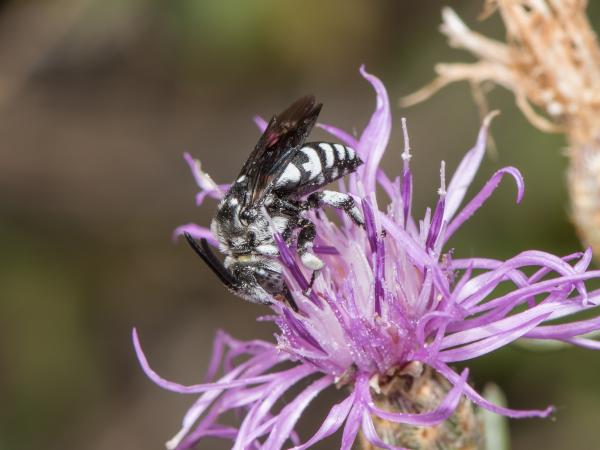 Wildbienen der Schweiz Gestutzte Fleckenbiene - Thyreus truncatus