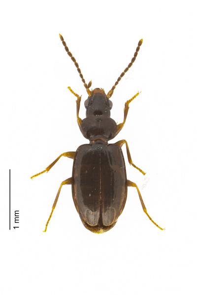   - Tachys bistriatus bistriatus