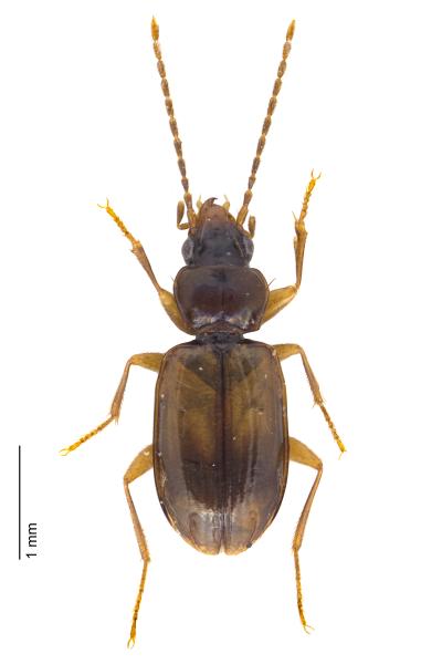   - Tachys fulvicollis