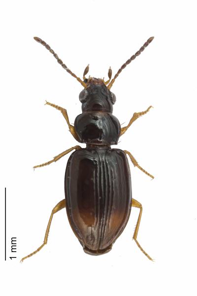   - Tachyura hoemorrhoidalis