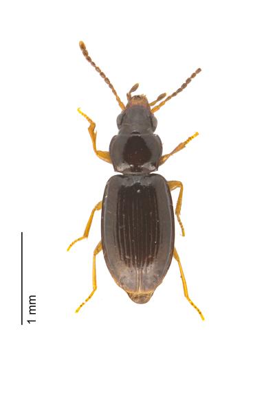   - Tachyura parvula