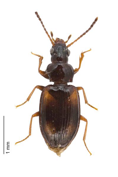   - Tachyura quadrisignata quadrisignata