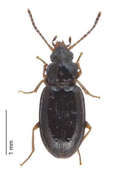   - Tachyura sexstriata