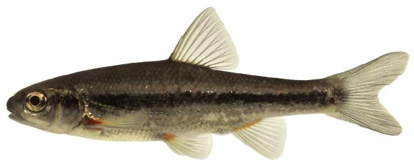 Fischen der Schweiz Strigione  - Telestes muticellus 