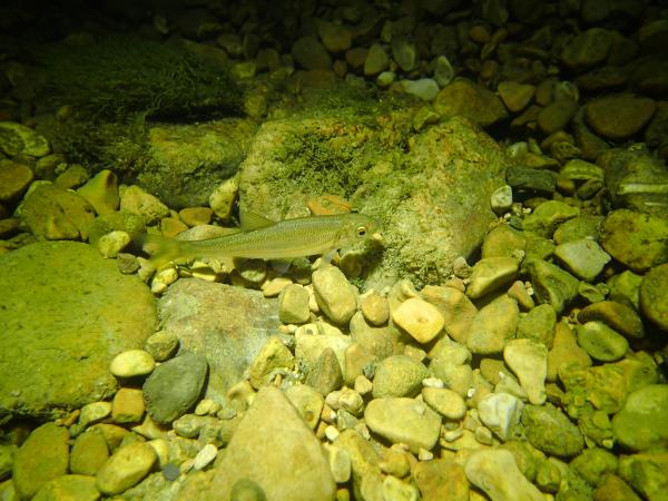 Fischen der Schweiz Strömer  - Telestes souffia 