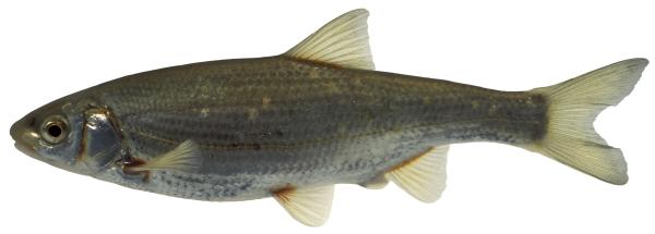 Fischen der Schweiz Strömer  - Telestes souffia 