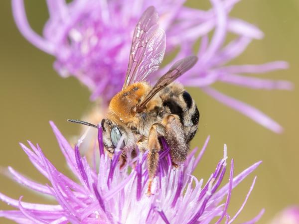 Wildbienen der Schweiz Flockenblume-Langhornbiene - Tetralonia dentata