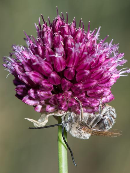 Wildbienen der Schweiz Flockenblume-Langhornbiene - Tetralonia dentata