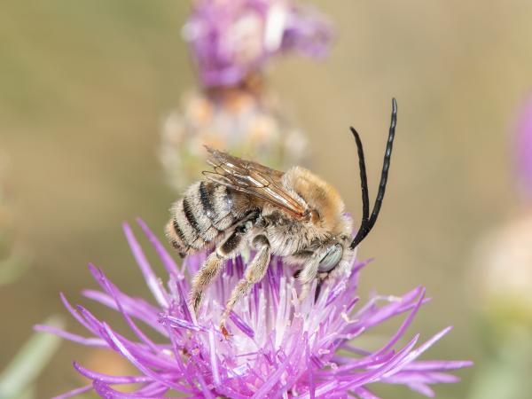 Wildbienen der Schweiz Flockenblume-Langhornbiene - Tetralonia dentata