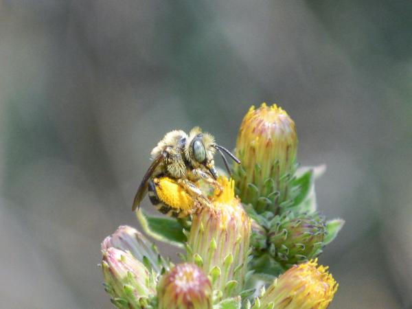 Wildbienen der Schweiz Alant-Langhornbiene - Tetralonia inulae