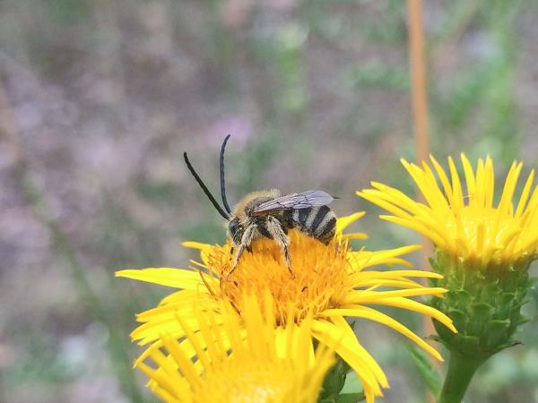 Wildbienen der Schweiz Alant-Langhornbiene - Tetralonia inulae