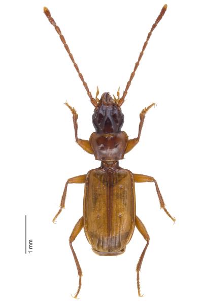 Carabes de Suisse  - Thalassophilus longicornis