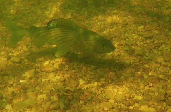 Poissons de Suisse Ombre commun  - Thymallus thymallus 