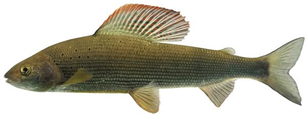 Poissons de Suisse Ombre commun  - Thymallus thymallus 