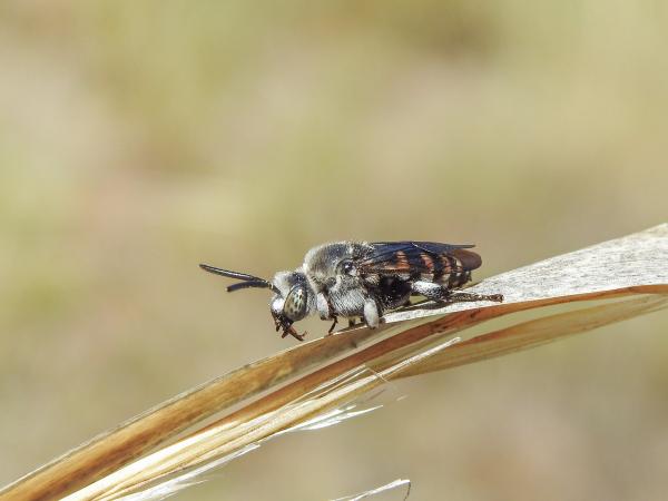 Wildbienen der Schweiz Gestutzte Fleckenbiene - Thyreus truncatus