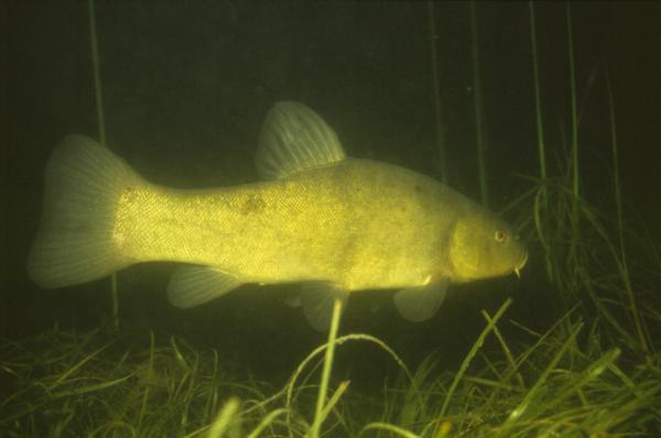 Fischen der Schweiz Schleie  - Tinca tinca