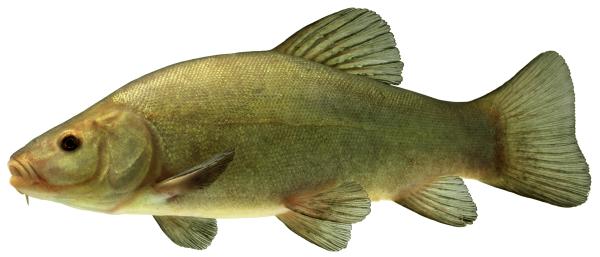 Fischen der Schweiz Schleie  - Tinca tinca