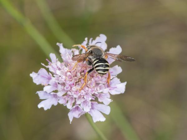Wildbienen der Schweiz  - Trachusa interrupta