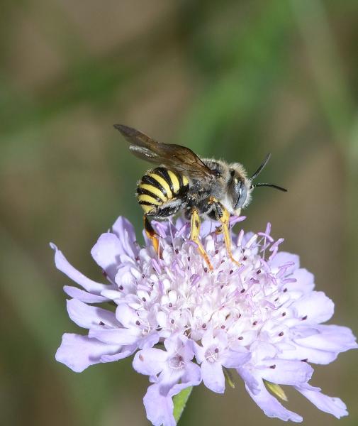 Wildbienen der Schweiz  - Trachusa interrupta
