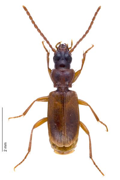Carabes de Suisse  - Trechoblemus micros