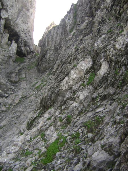 Carabes de Suisse  - Trechus schyberosiae
