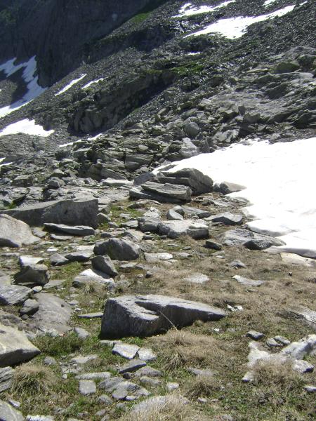 Carabes de Suisse  - Trechus strasseri