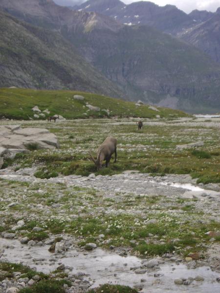 Carabes de Suisse  - Trechus strigipennis