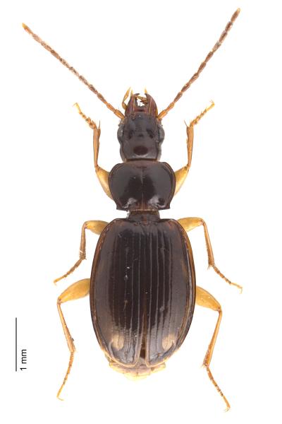 Carabes de Suisse  - Trechus binotatus