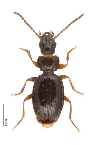 Carabes de Suisse  - Trechus glacialis