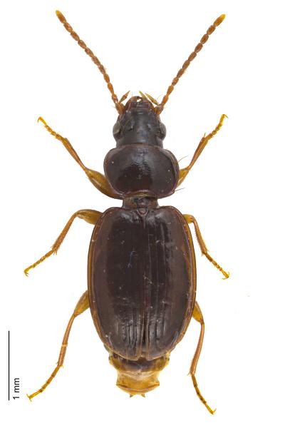 Carabes de Suisse  - Trechus obtusus obtusus