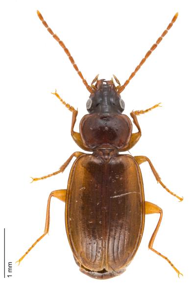 Carabes de Suisse  - Trechus quadristriatus