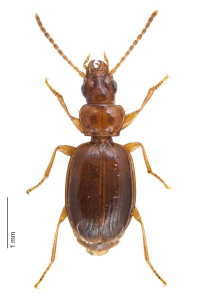Carabes de Suisse  - Trechus schaumii