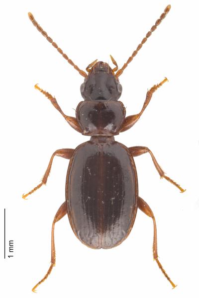 Carabes de Suisse  - Trechus schyberosiae