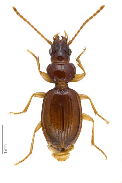 Carabes de Suisse  - Trechus secalis secalis