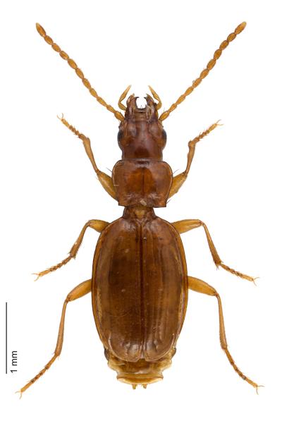 Carabes de Suisse  - Trechus strigipennis