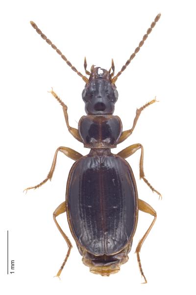 Carabes de Suisse  - Trechus tenuilimbatus