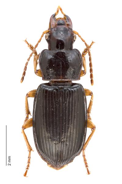  - Trichotichnus laevicollis