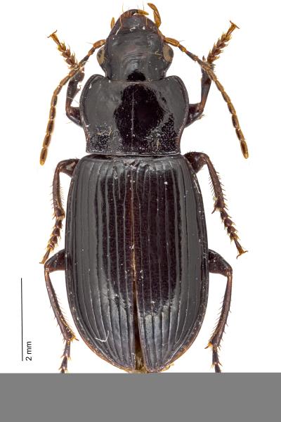 Carabes de Suisse  - Trichotichnus nitens