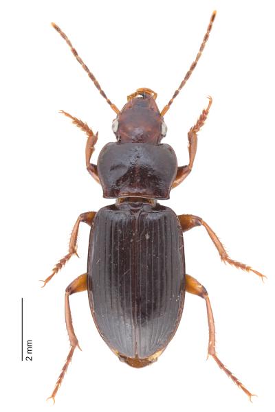   - Trichotichnus rimanus