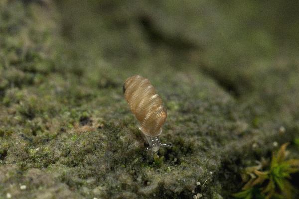 Mollusques de Suisse Maillotin strié - Truncatellina  claustralis 
