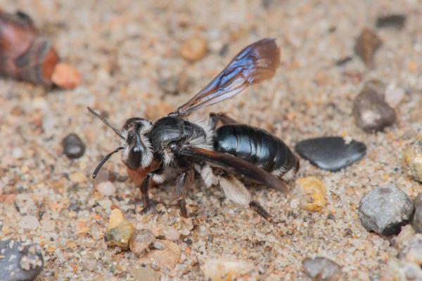 Les abeilles sauvages de Suisse  - Andrena agilissima