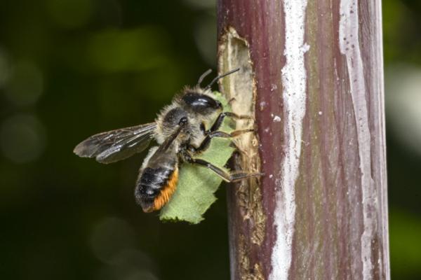 Wildbienen der Schweiz  - Megachile genalis
