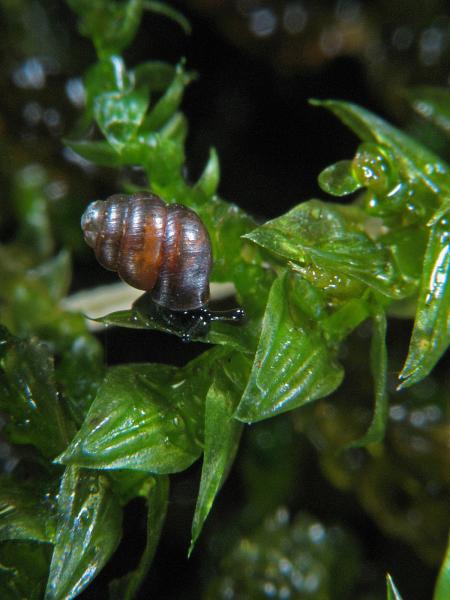 Mollusques de Suisse Vertigo septentrional - Vertigo   geyeri