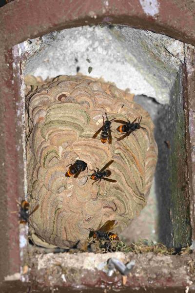 Les espèces néozones de Suisse Frelon asiatique - Vespa velutina nigrithorax