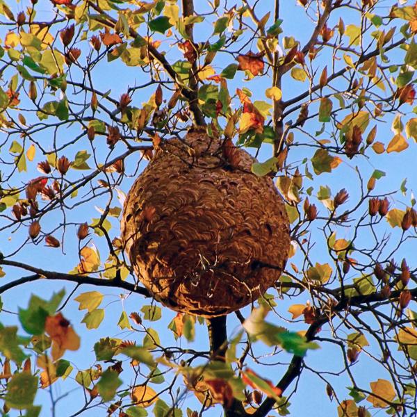 Les espèces néozones de Suisse Frelon asiatique - Vespa velutina nigrithorax