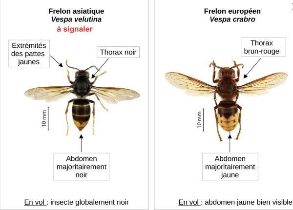Les espèces néozones de Suisse Frelon asiatique - Vespa velutina nigrithorax
