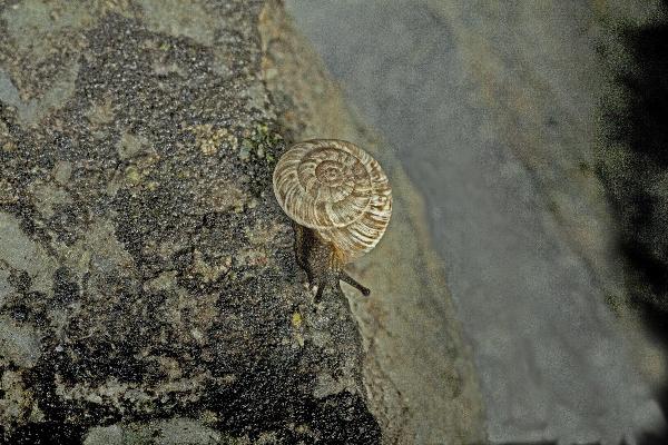 Mollusques de Suisse Hélicette des steppes - Xerocrassa  geyeri