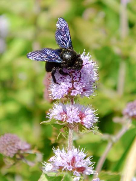 Wildbienen der Schweiz Östliche Holzbiene - Xylocopa valga