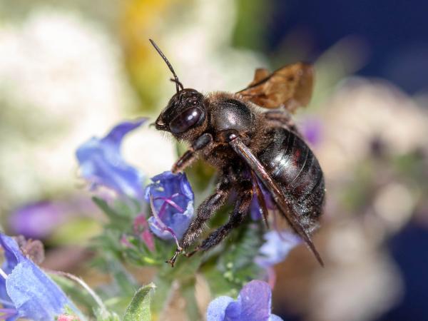 Wildbienen der Schweiz Östliche Holzbiene - Xylocopa valga