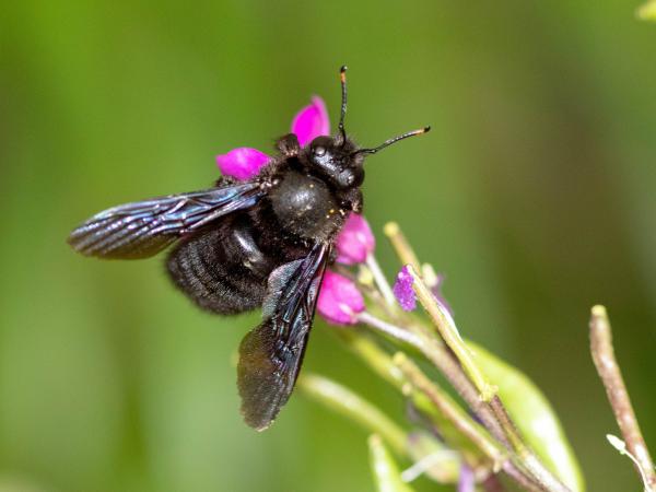 Wildbienen der Schweiz Blauschwarze Holzbiene - Xylocopa violacea